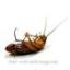 Avatar of deadcockroach